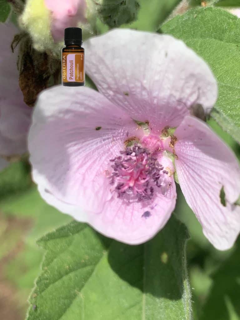patchouli